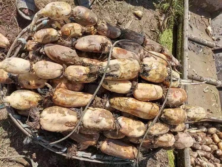 消费者在菜市场挑选莲藕场景