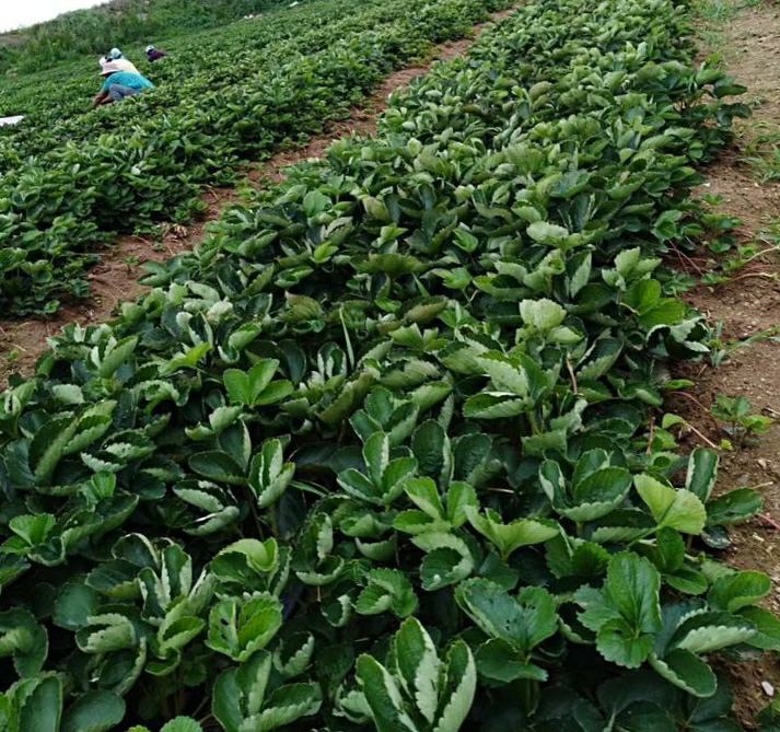 中国主要草莓产区地理分布示意图