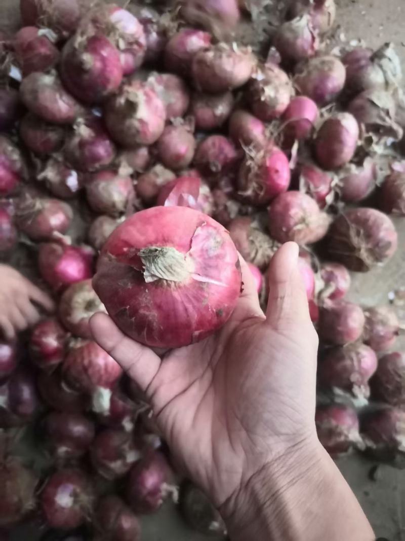 精品紫皮洋葱产地一手货源，代发全部客户，质量保证