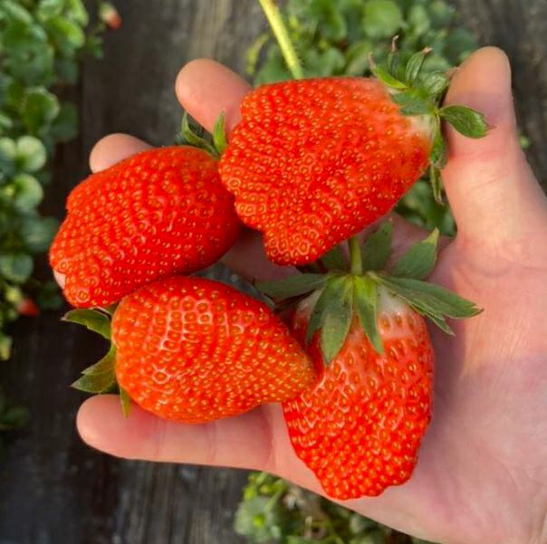 温室大棚内生长的章姬草莓植株,叶片绿色有光泽,果实呈圆锥形,表面鲜红色,果肉白色至淡黄色,果尖略带青色,单果重量约20-25克,表面无明显种子凸起 章姬草莓植株与果实特写