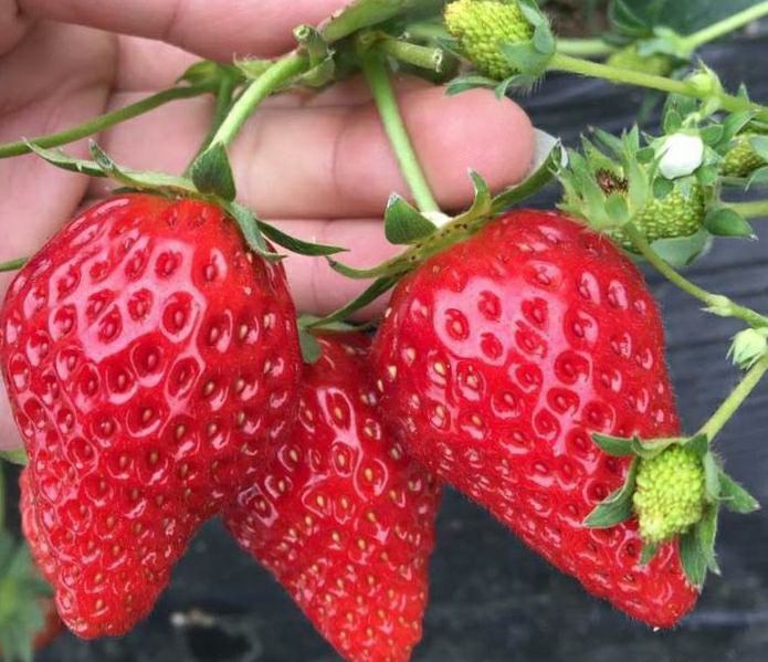 章姬草莓植株与成熟果实特写