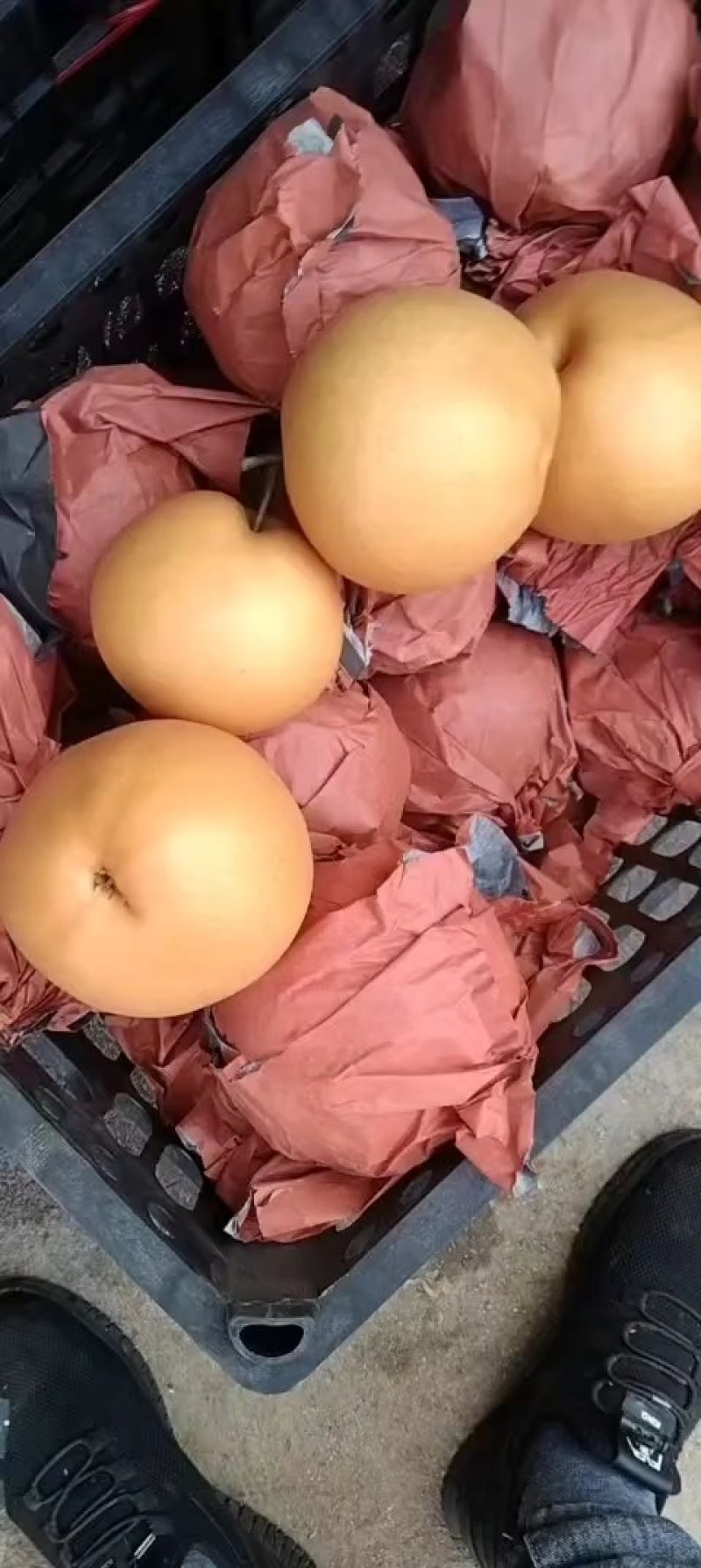 晚秋黄梨