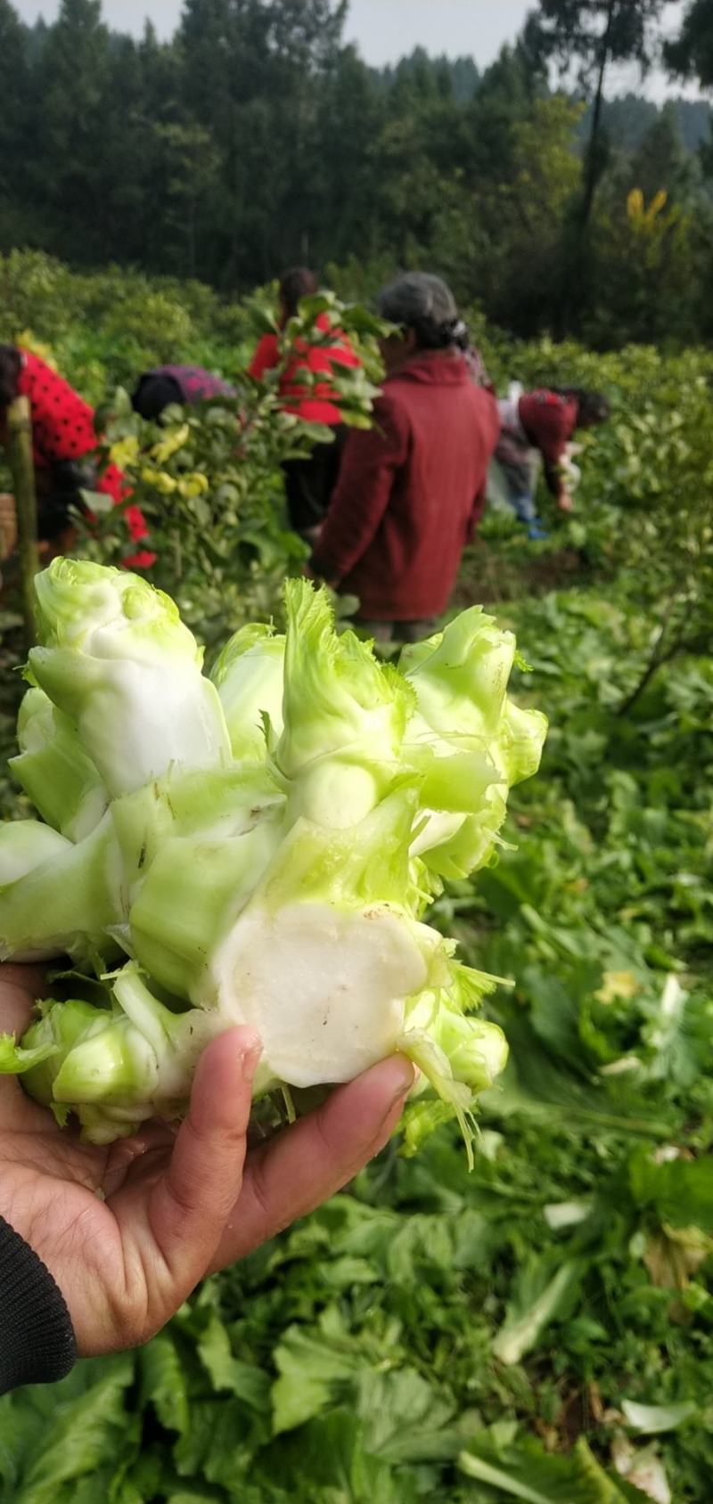 早儿菜马上出来了，欢迎各位老板预定，质量保证信誉第一