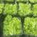 早儿菜马上出来了，欢迎各位老板预定，质量保证信誉第一