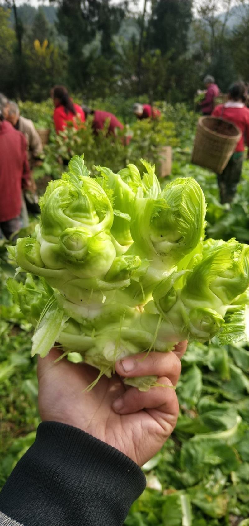 早儿菜马上出来了，欢迎各位老板预定，质量保证信誉第一