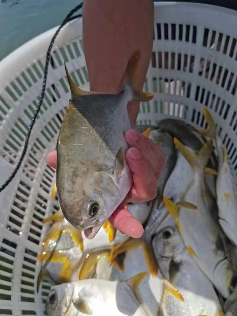 长期有货一手货源各种新鲜金鲳鱼