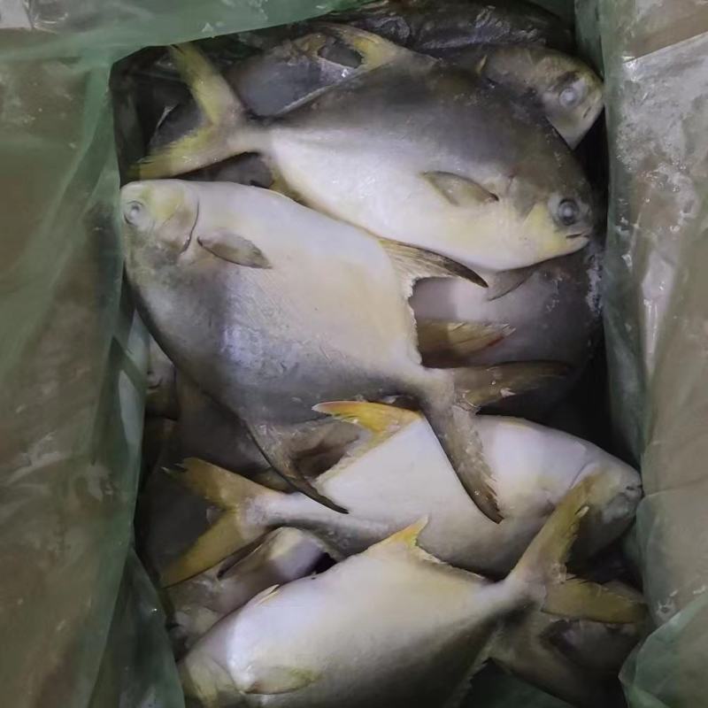 长期有货一手货源各种新鲜金鲳鱼