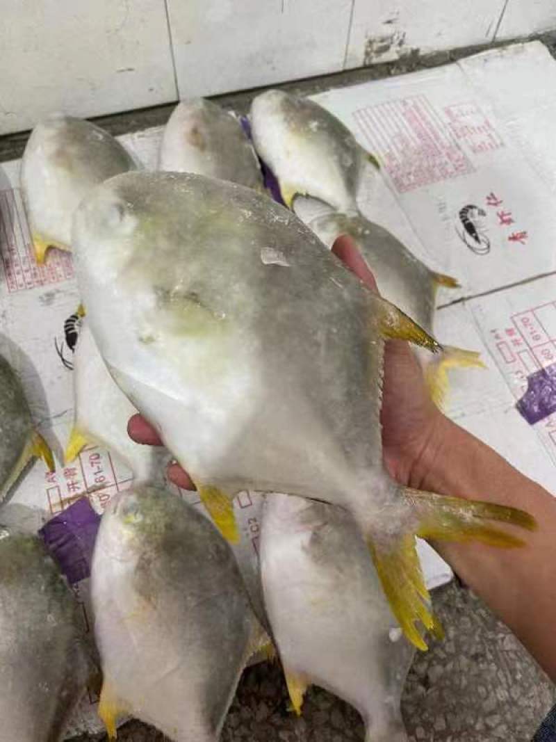 长期有货一手货源各种新鲜金鲳鱼