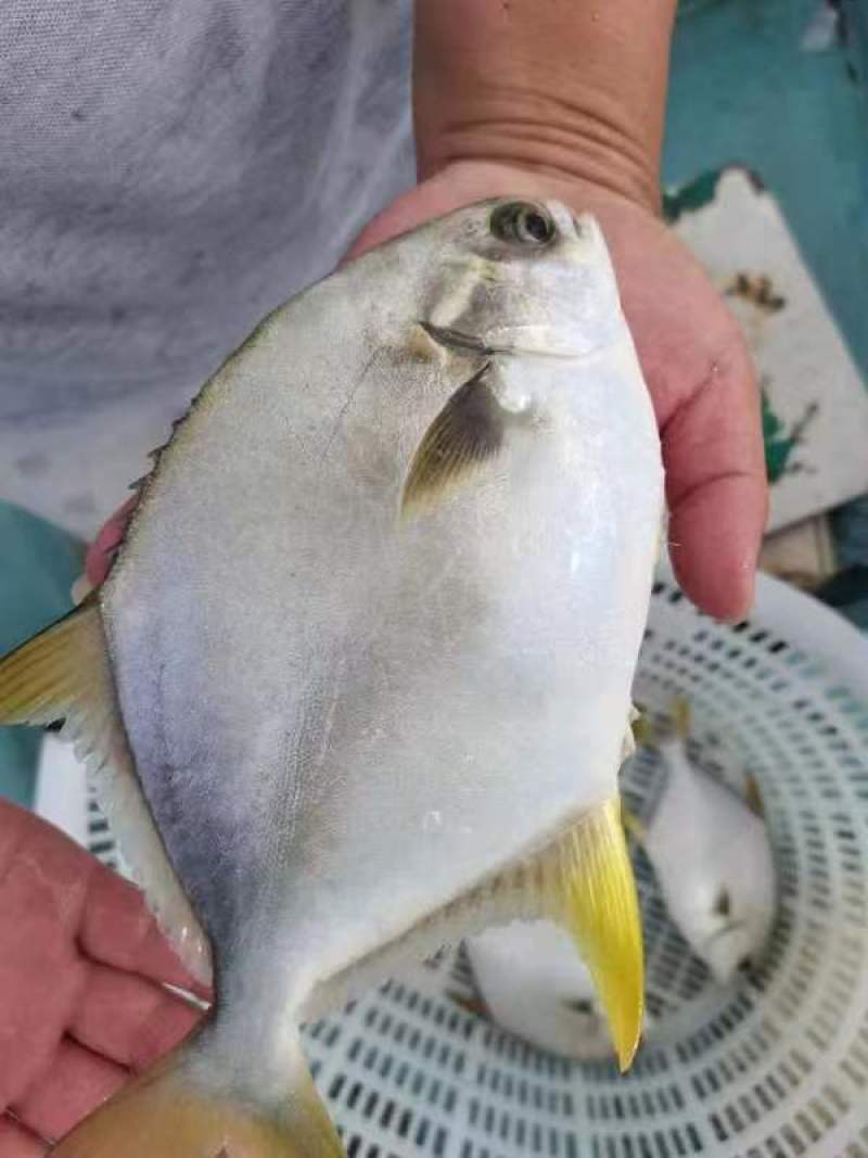 长期有货一手货源各种新鲜金鲳鱼