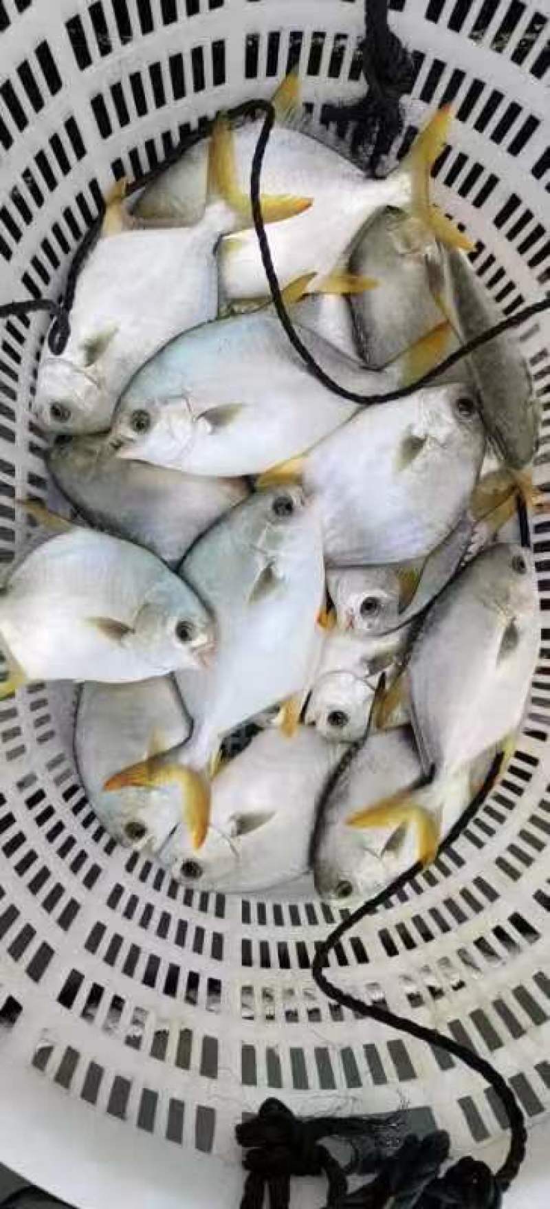 长期有货一手货源各种新鲜金鲳鱼