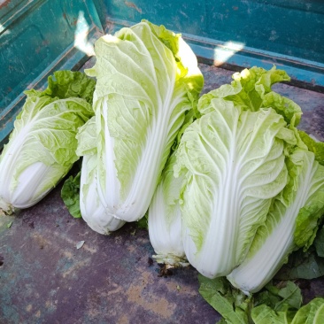 本人自己种有70亩地的大白菜，现在出售，有想要大白菜的联