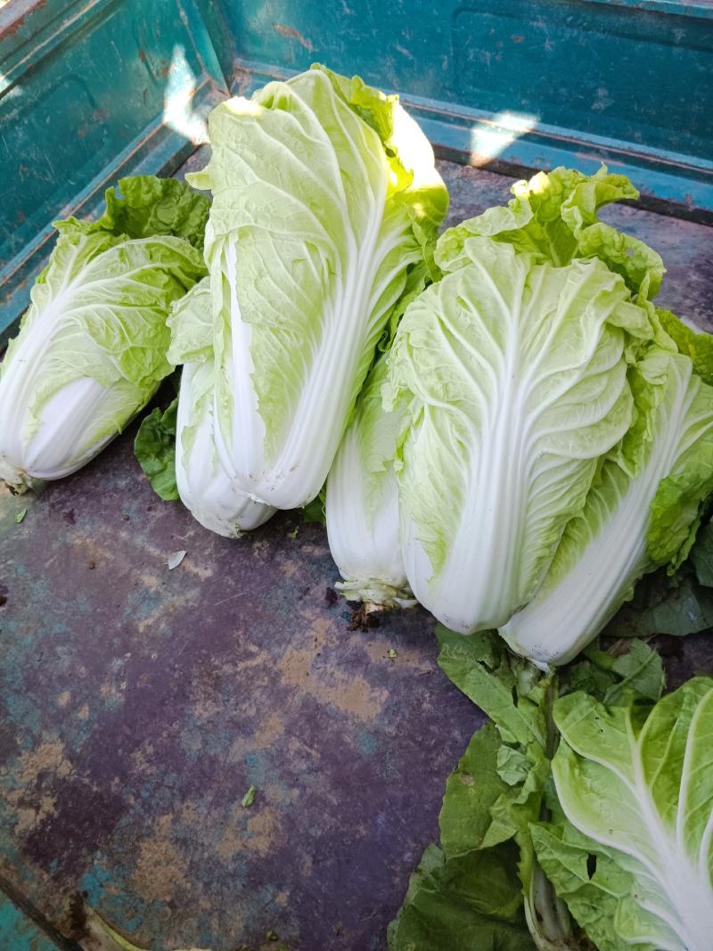 本人自己种有70亩地的大白菜，现在出售，有想要大白菜的联