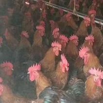 红瑶鸡商品活鸡成品鸡公鸡常年出售各种规格商品鸡