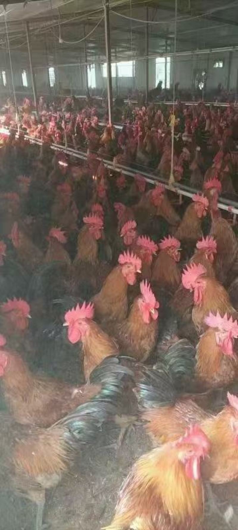 红瑶鸡商品活鸡成品鸡公鸡常年出售各种规格商品鸡