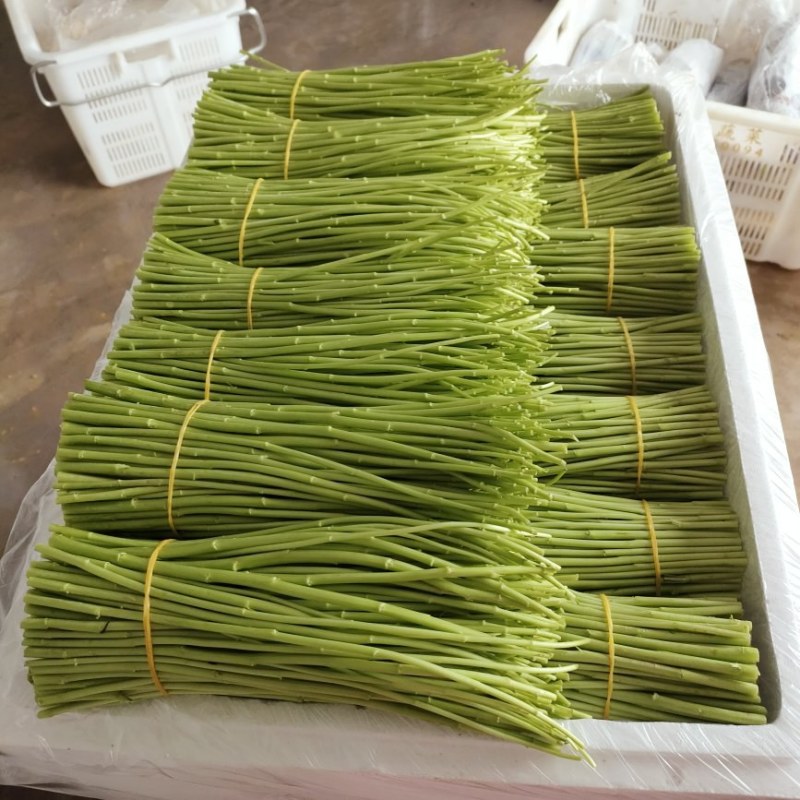 精品芦蒿自家种植一手货源免费看货