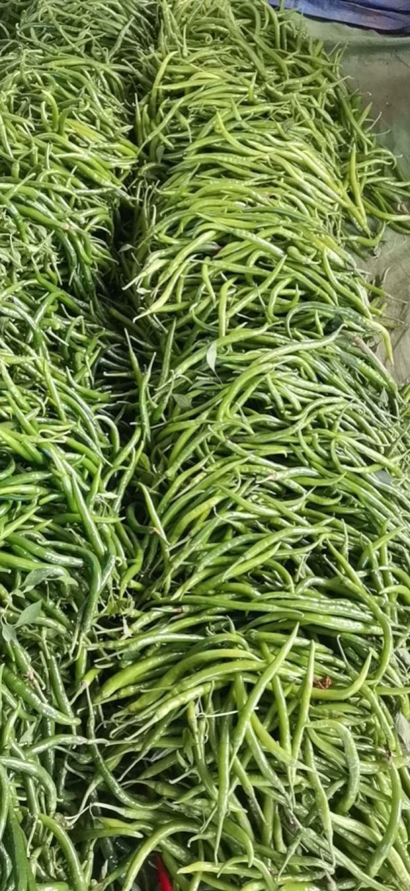 青线椒