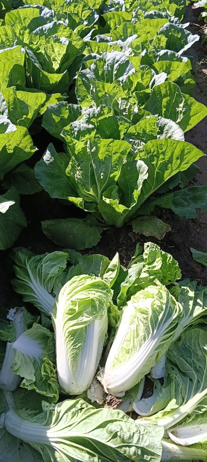 本人自己种有70亩地的大白菜，现在出售，有想要大白菜的联