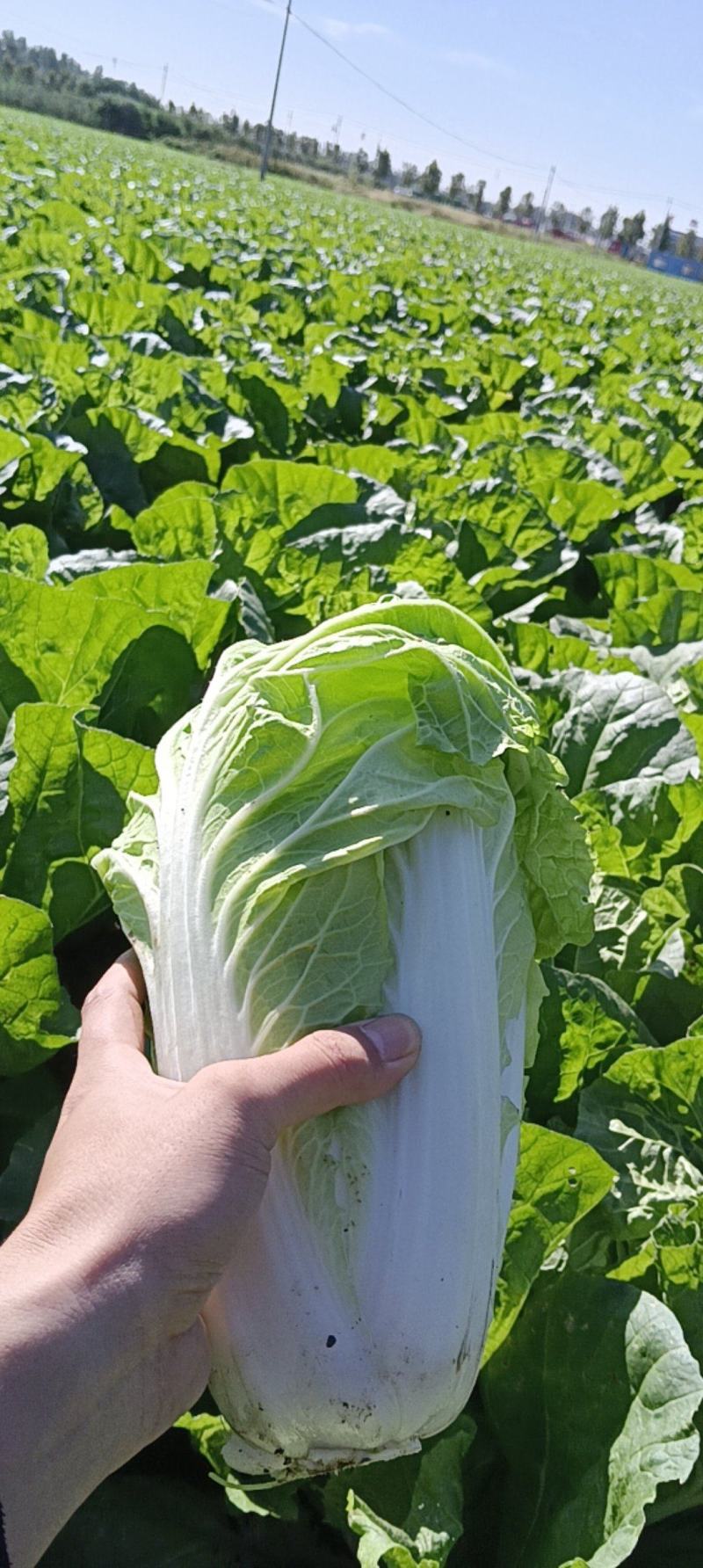本人自己种有70亩地的大白菜，现在出售，有想要大白菜的联