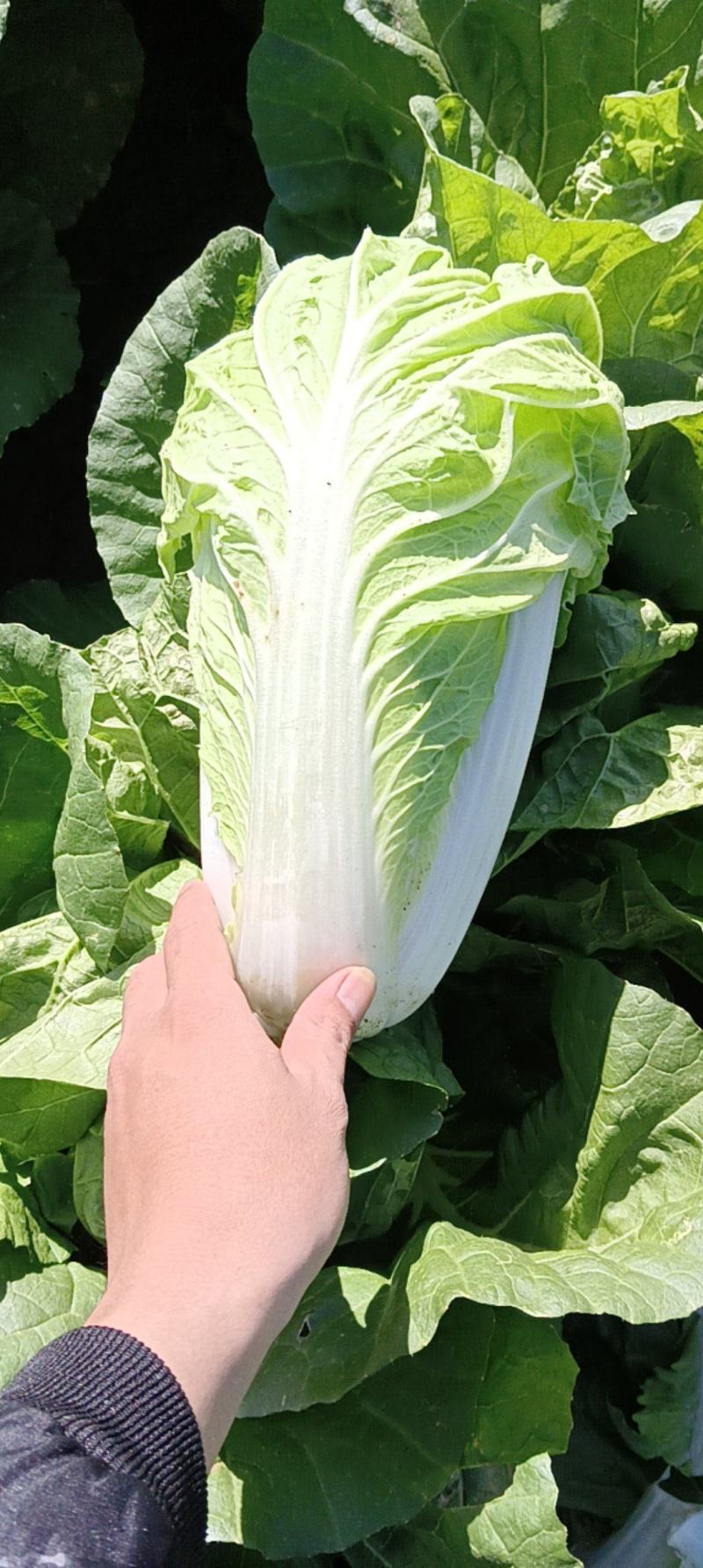 本人自己种有70亩地的大白菜，现在出售，有想要大白菜的联