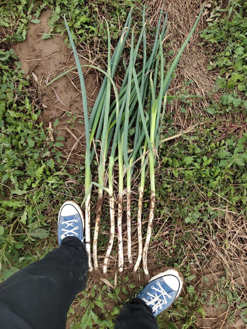 疏菜大葱