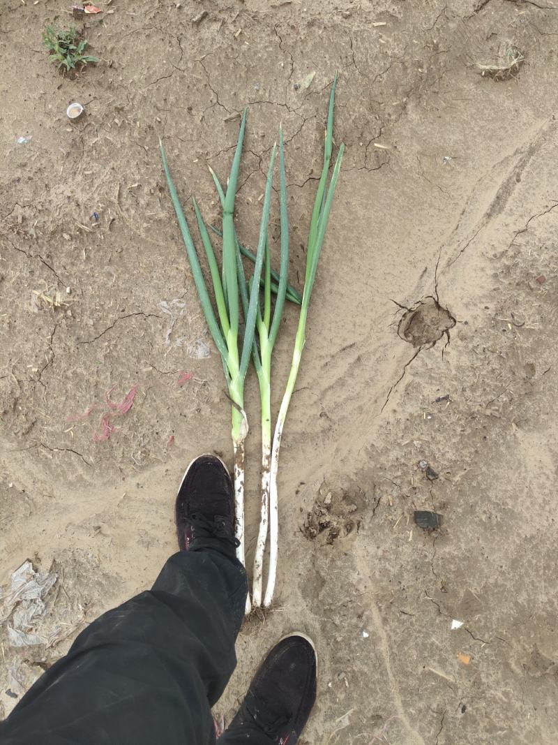 疏菜大葱