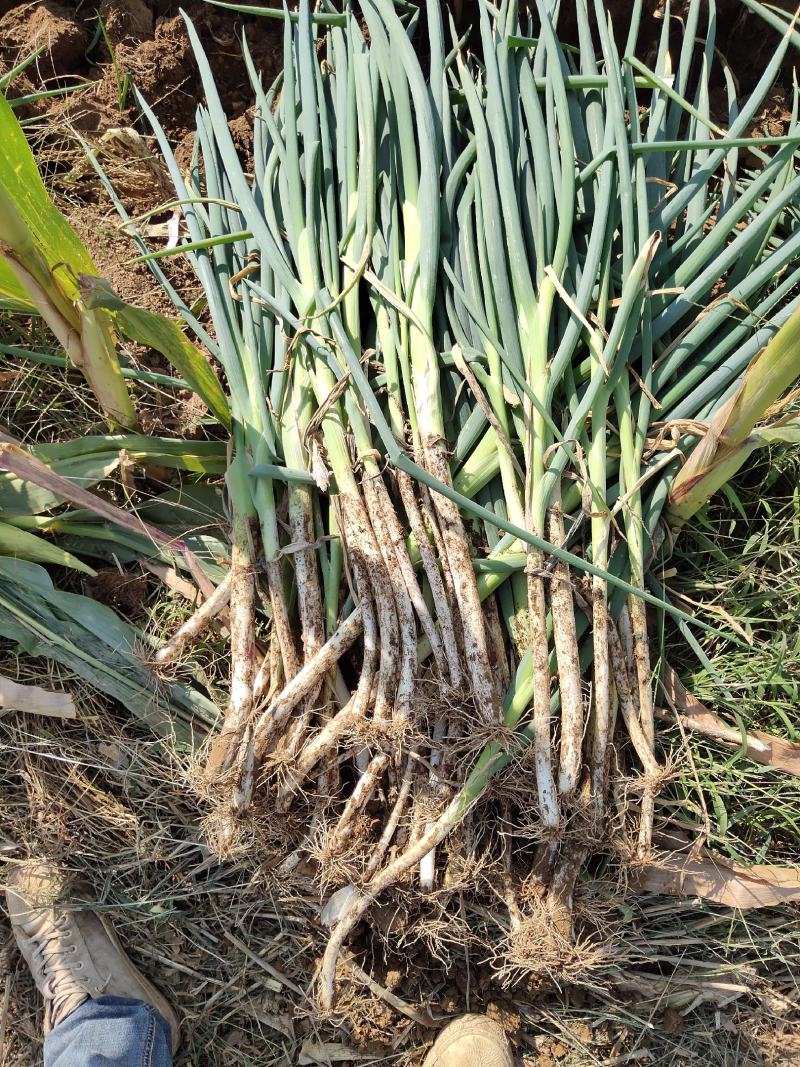 疏菜大葱