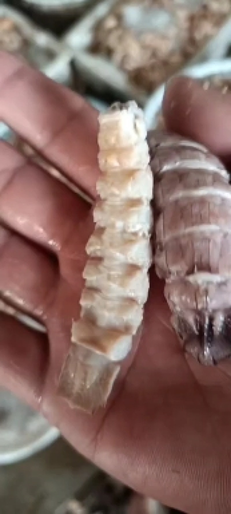 烘干虾，