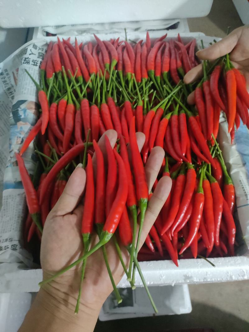 朝天椒元谋精品货大量上市中