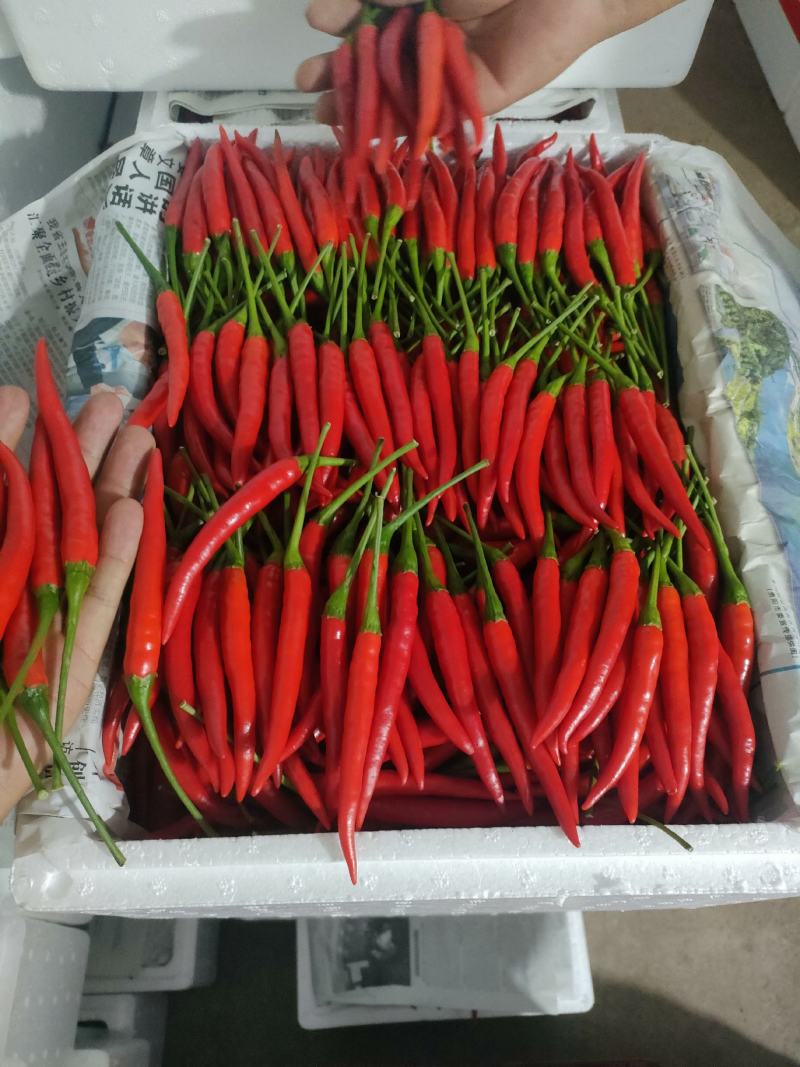 朝天椒元谋精品货大量上市中