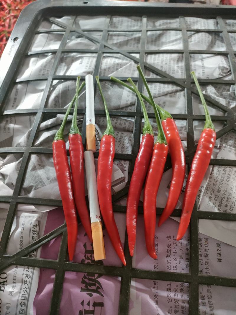 朝天椒元谋精品货大量上市中