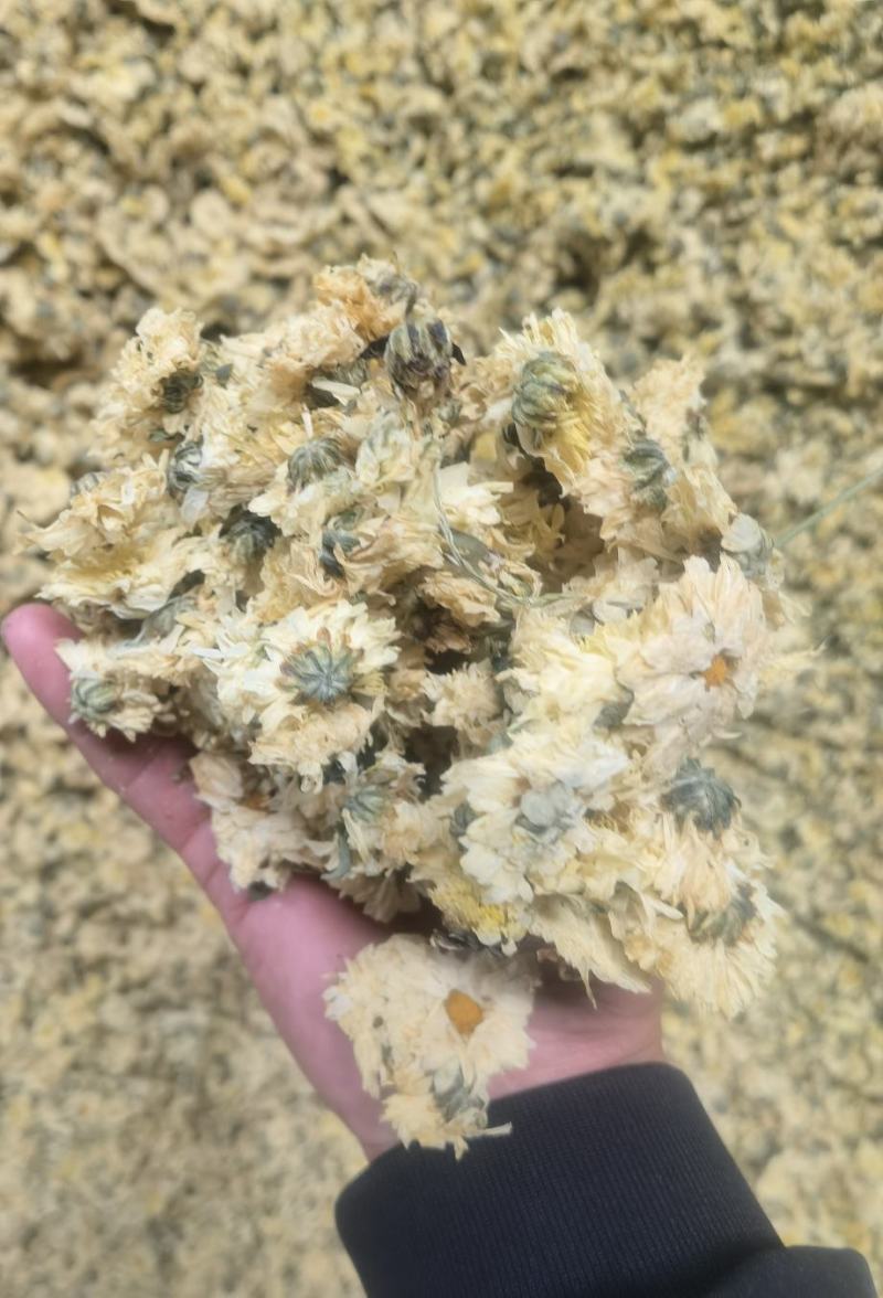 干花北京菊，邯郸市肥乡区大运循环农业专业合作社菊花基地。
