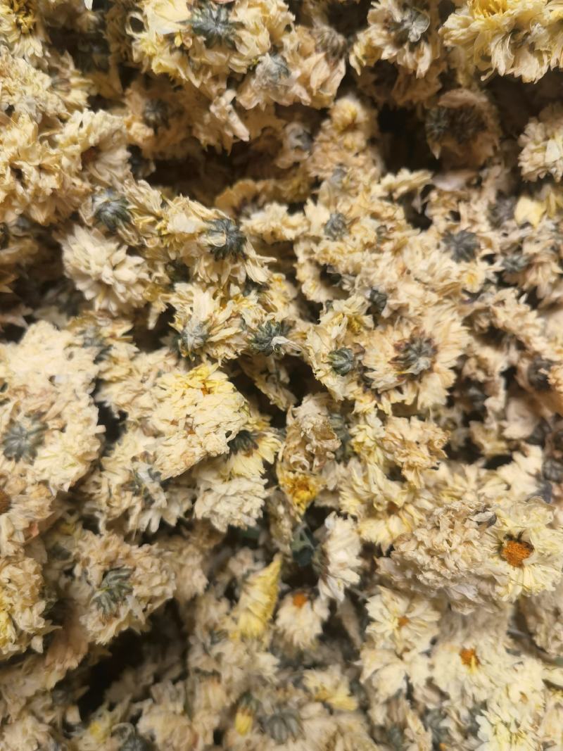 干花北京菊，邯郸市肥乡区大运循环农业专业合作社菊花基地。