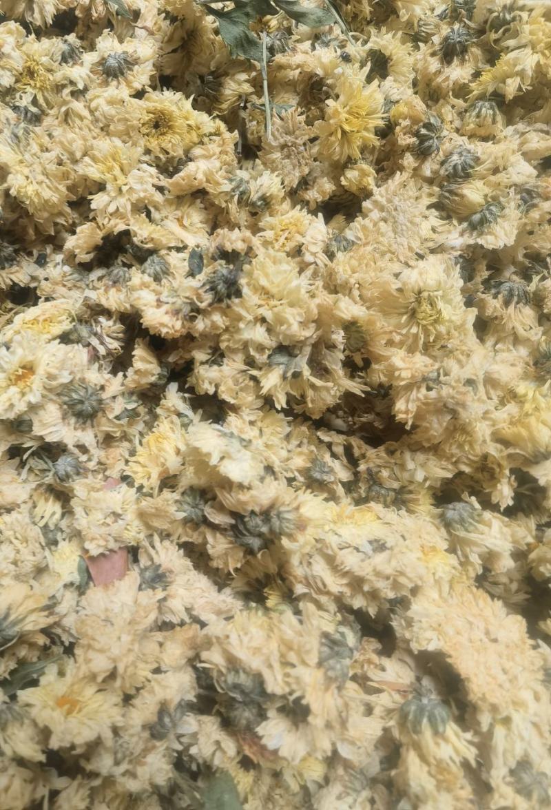 干花北京菊，邯郸市肥乡区大运循环农业专业合作社菊花基地。