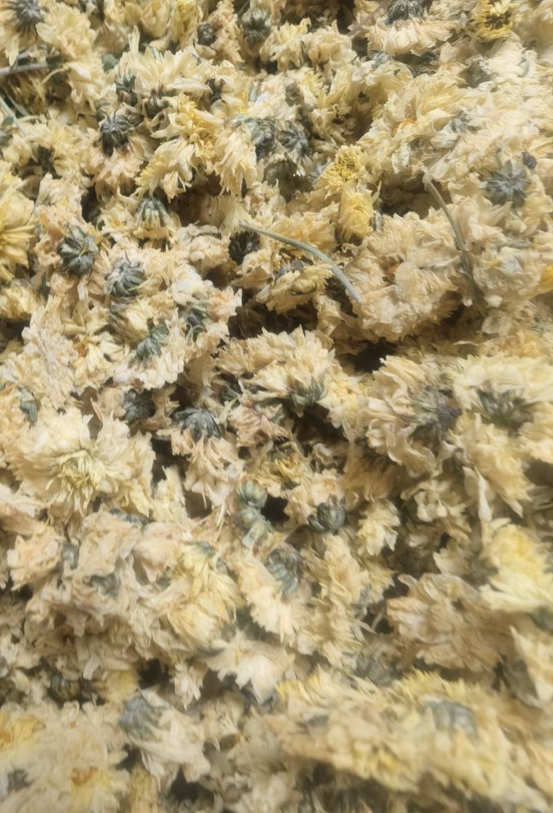 干花北京菊，邯郸市肥乡区大运循环农业专业合作社菊花基地。