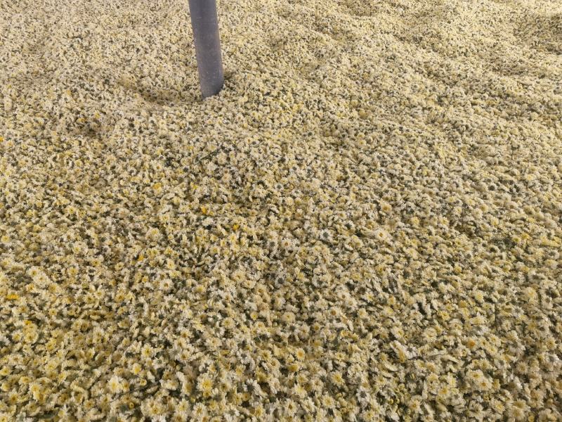 干花北京菊，邯郸市肥乡区大运循环农业专业合作社菊花基地。