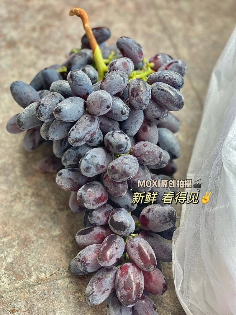 黑提香印葡萄苗贝达夏黑5bb3309m嫁接苗