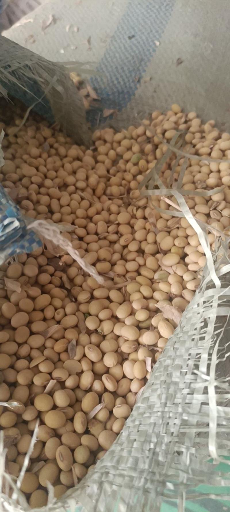 精选优质安徽黄豆，双比重筛非转基因，豆制品专用。
