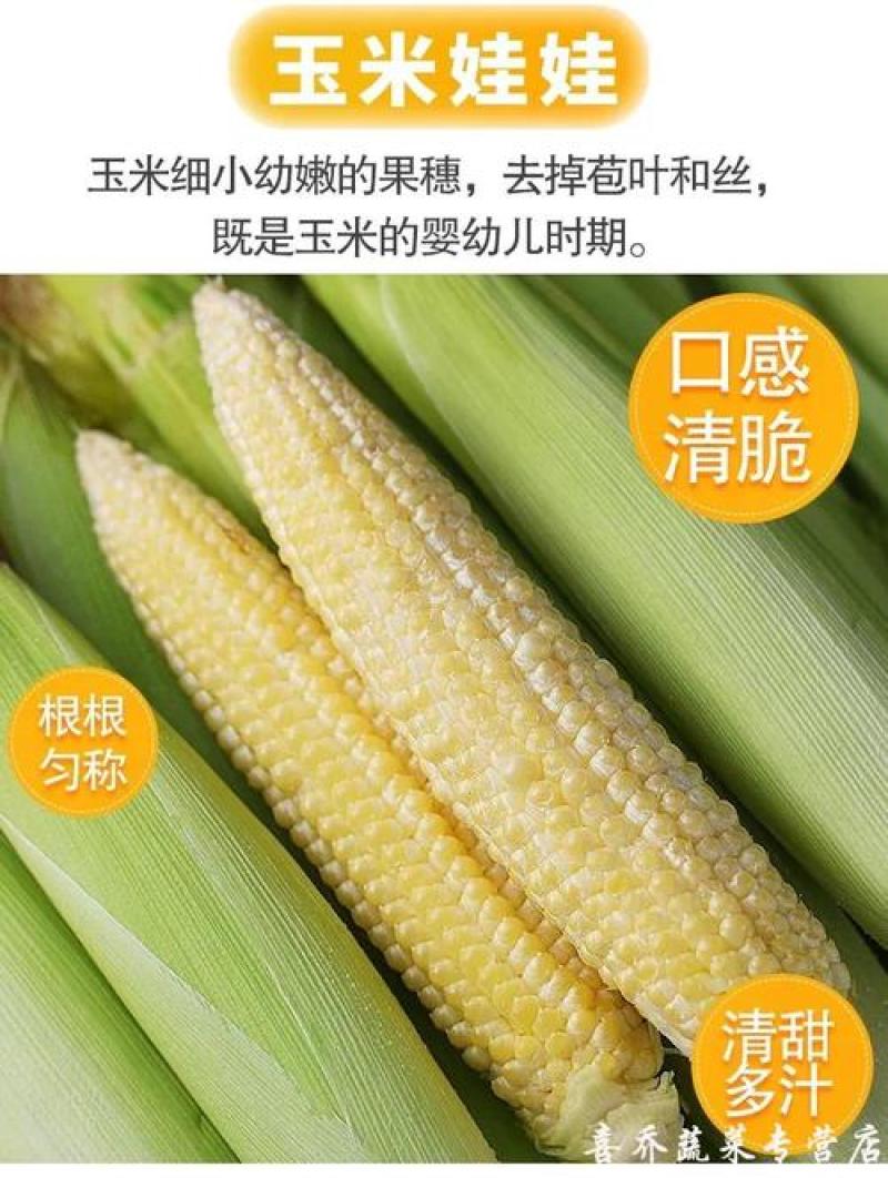 小玉米笋有哪位老板想请联系