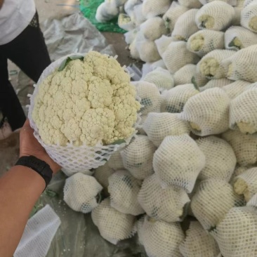 中牟县精品花菜，包菜，萝卜大量上市中，需要联系