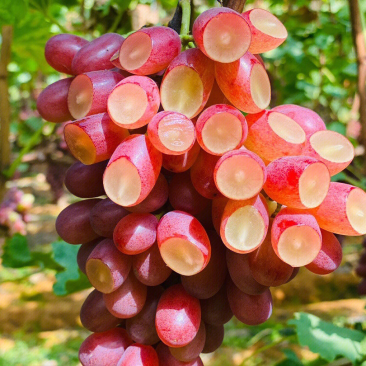 克伦生葡萄苗提子甜蜜蓝宝石葡萄苗果苗种植爬藤当年