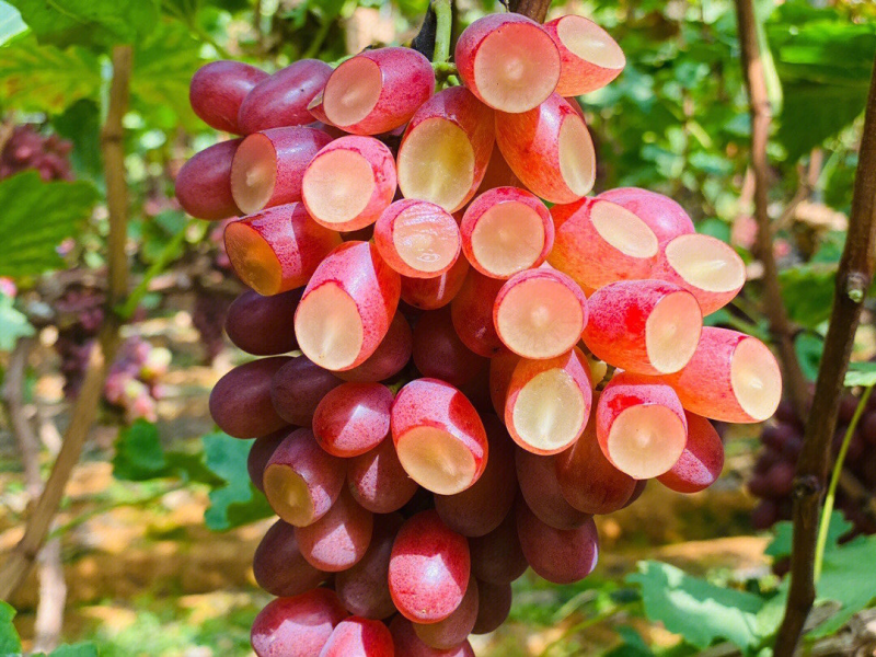 克伦生葡萄苗提子甜蜜蓝宝石葡萄苗果苗种植爬藤当年