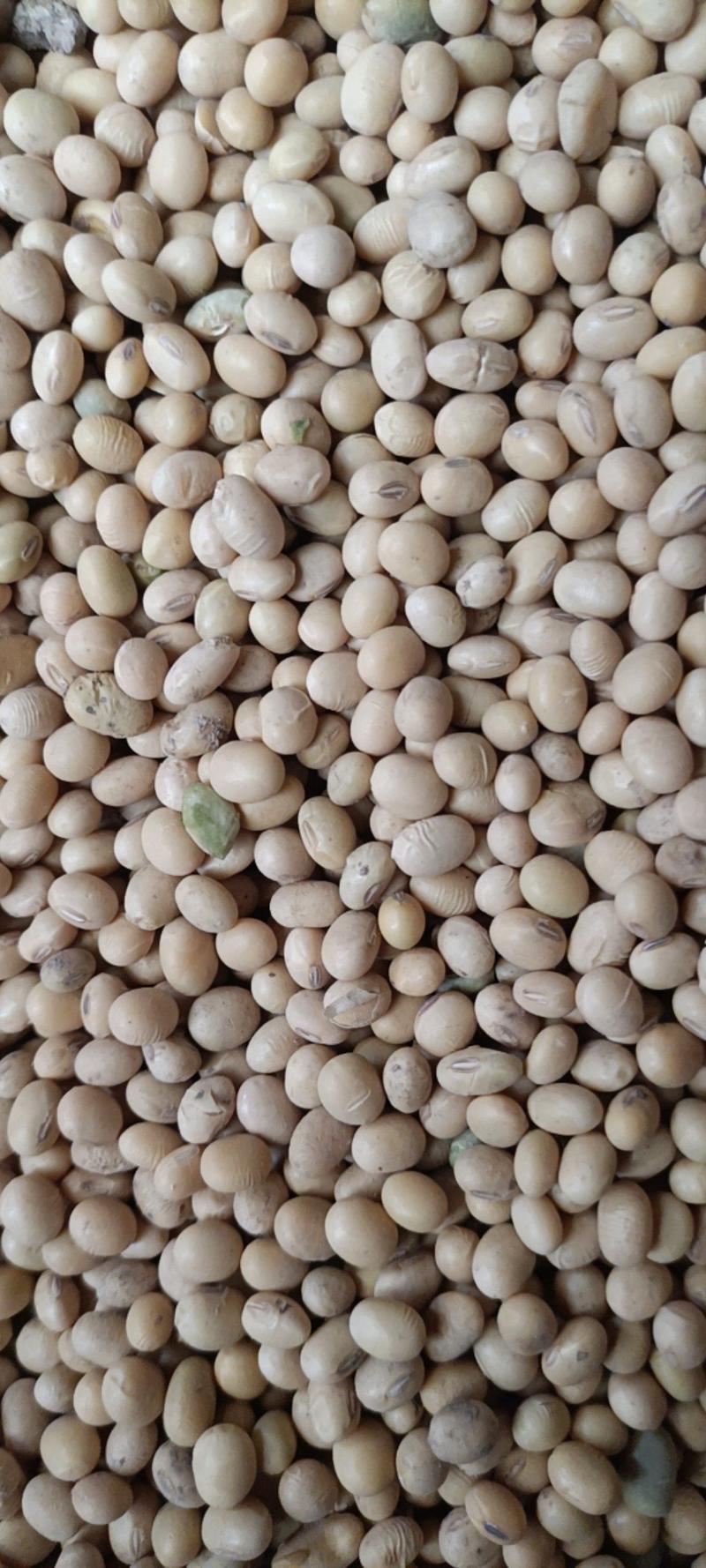 精选优质安徽黄豆，双比重筛非转基因，豆制品专用。