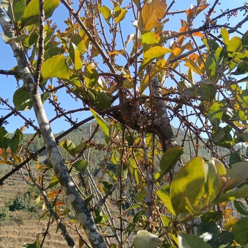 云南山区农村正宗核桃寄生草野生寄生草老树现採新鲜包邮