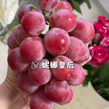 妮娜皇后苗葡萄苗3309m砧木嫁接苗保证品质可签合同