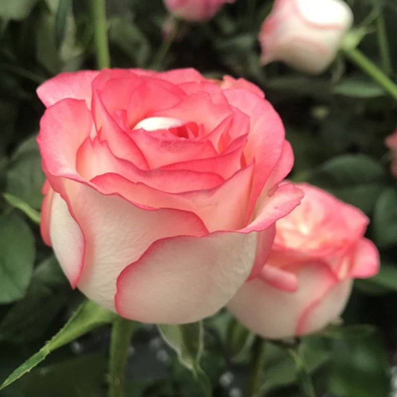 艾莎玫瑰花苗白色粉边大花切花月季抗病强阳台庭院花卉盆栽观