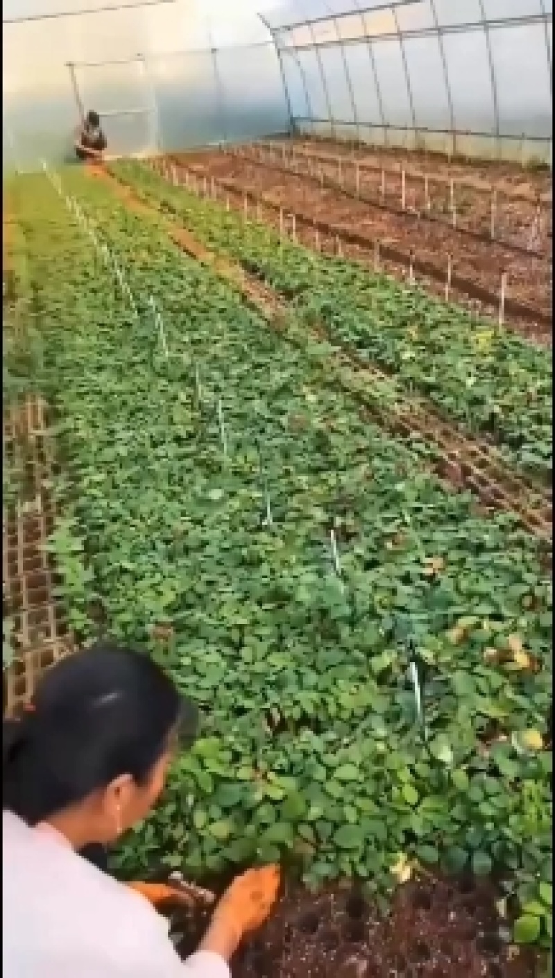 艾莎玫瑰花苗白色粉边大花切花月季抗病强阳台庭院花卉盆栽观