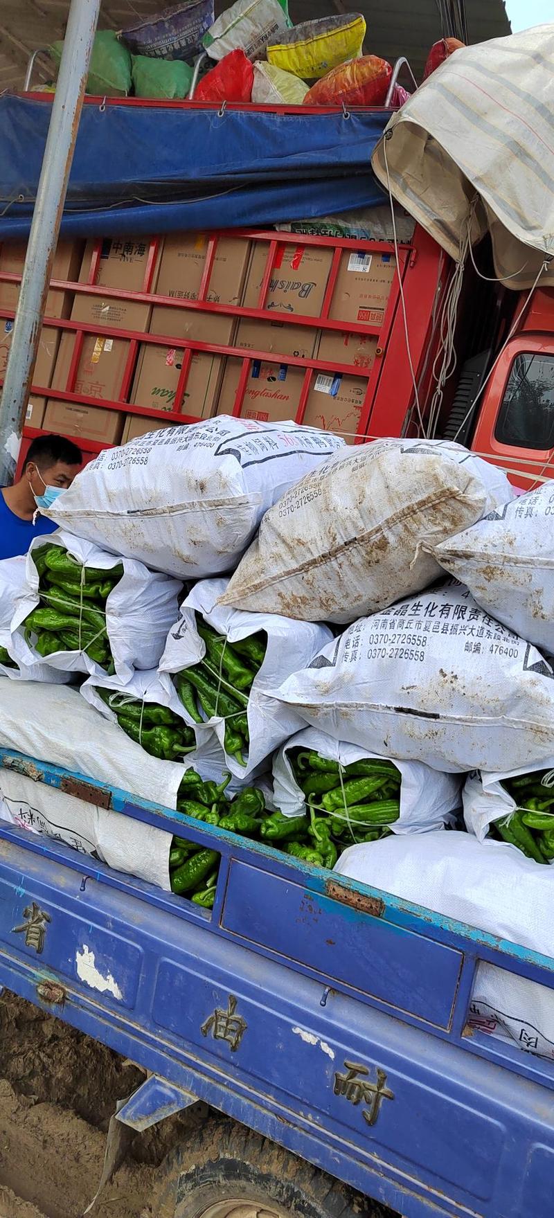 夏邑县大棚鲜辣椒，各种辣椒都有产地发货一手货源，大量有货