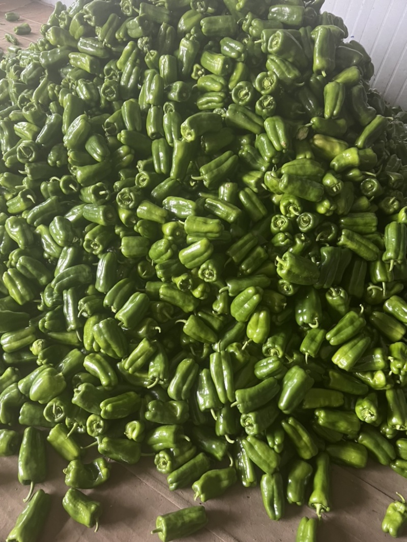 【质保】辣椒鲜辣椒太空椒产地直发品种齐全质保价优