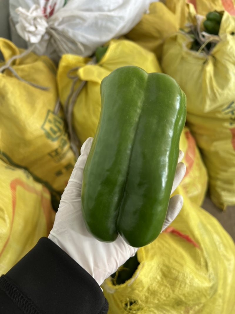 【质保】辣椒鲜辣椒太空椒产地直发品种齐全质保价优
