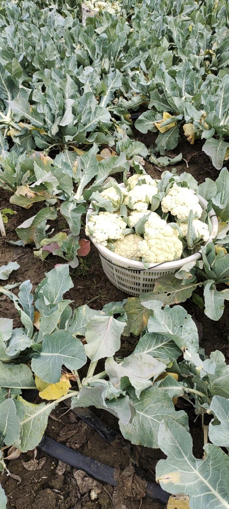 精品花菜